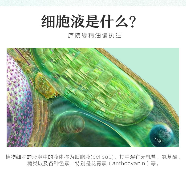 玫瑰細胞液原液原汁精粹液補水爽膚水膜養發麵部低溫凍干提取代發