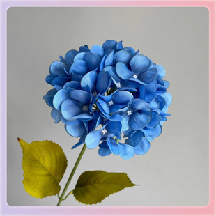 ?�����{ɫ��Y����c�Y�üٻ��F���{�Ƶ��b������Ǻ��{��