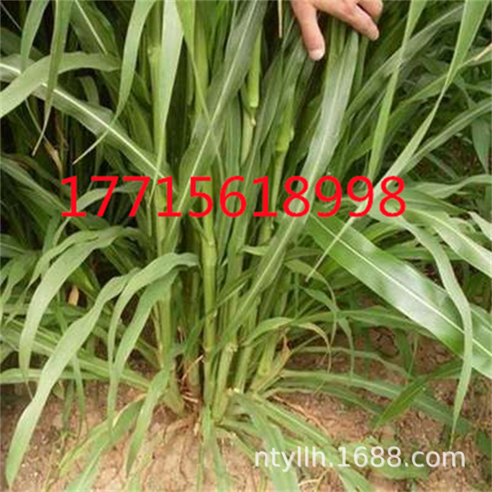 墨西哥玉米草种子阔叶大刍草畜禽牧草籽猪牛羊鸡鸭鹅鱼兔牧草种子-阿里巴巴