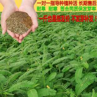 Tianqing Seed Orchard Ornamental Tree Alkaline Jinglao Bean Is Flood-Resistant, Drought-Resistant and Salt-Tolerant Tianqing Pasture Green Fertilizer Pasture Seeds