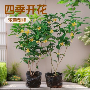 �ļ������ԾGֲ����_��������ͥԺ�ļ��_���Ϙ����԰�����Bֲ��