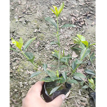 丁栀子杯苗 雀舌栀子 小花栀子 雀舌花 绿化花卉苗木