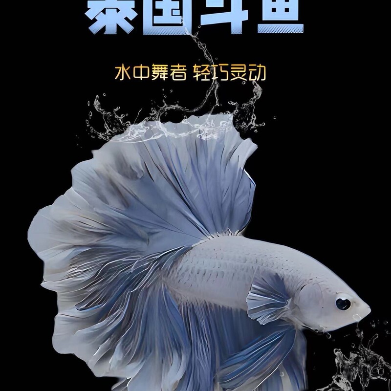 Thai Betta Pink White Half-Moon Wedding Fish Lazy Fish Internet Celebrity Pet Tropical Fish Easy to Care for Cold Water Fish Super Beautiful