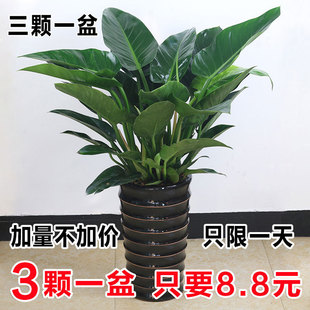 Big-Leaf Green Princess Platinum Diamond Potted Indoor Large Living Room Hydroponic Florals Evergreen Green Dill Easy to Grow Green Plants