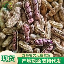 代发云南七彩花生生花生云南花生果香脆带壳坚果特产