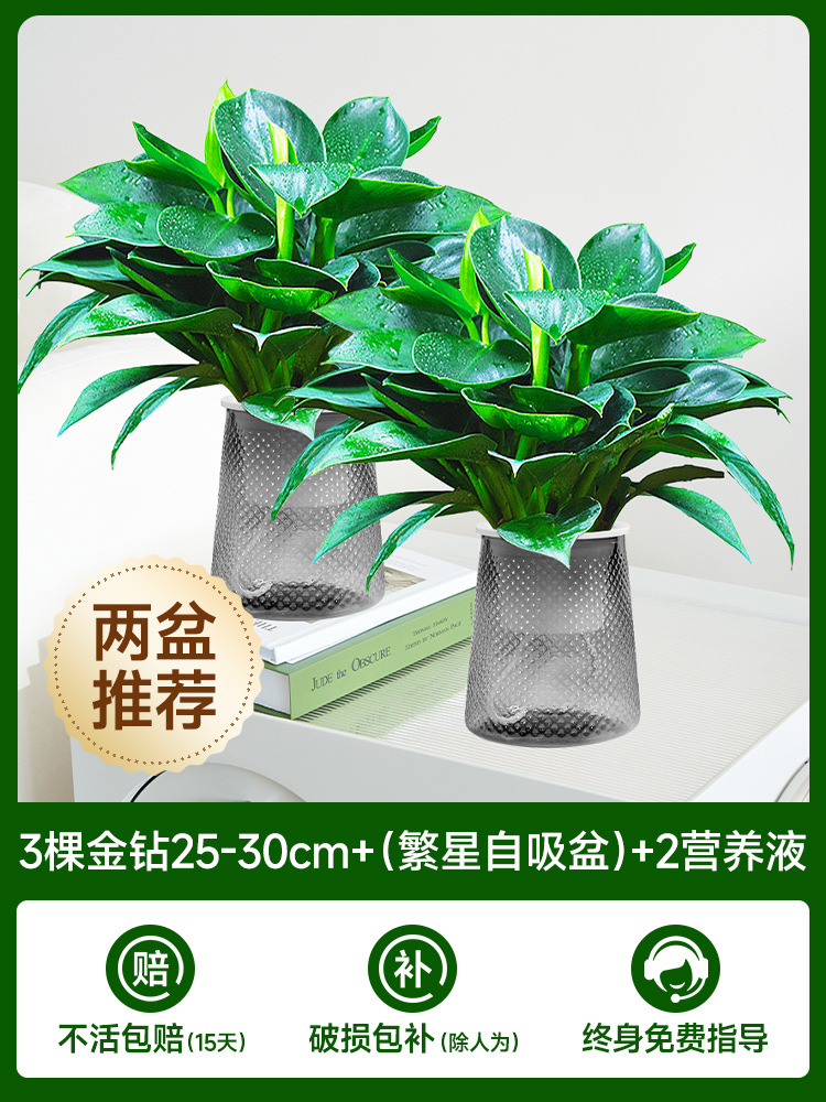 [화분 2개 권장] 골든 다이아몬드 3개 + (별자흡식 화분) + 영양액 2개