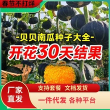 一件代发绿贝贝南瓜种籽苗板栗味小南瓜种孑蜜本菜苗高产蔬菜