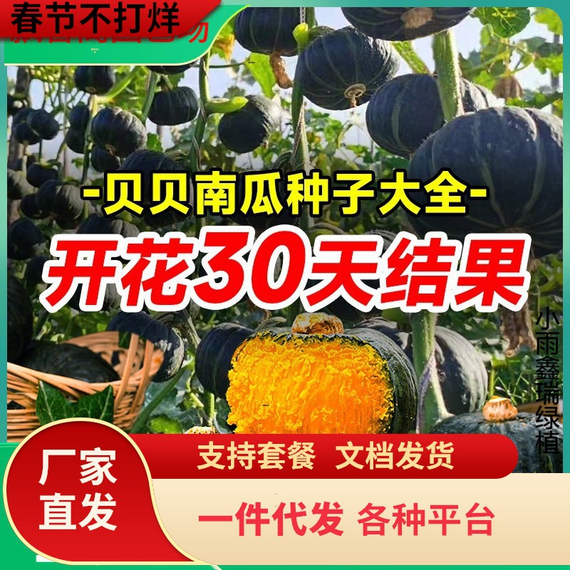 一件代发绿贝贝南瓜种籽苗板栗味小南瓜种孑蜜本菜苗高产蔬菜