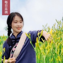 新货农家货黄花菜干货 500克 金针花菜 忘忧草