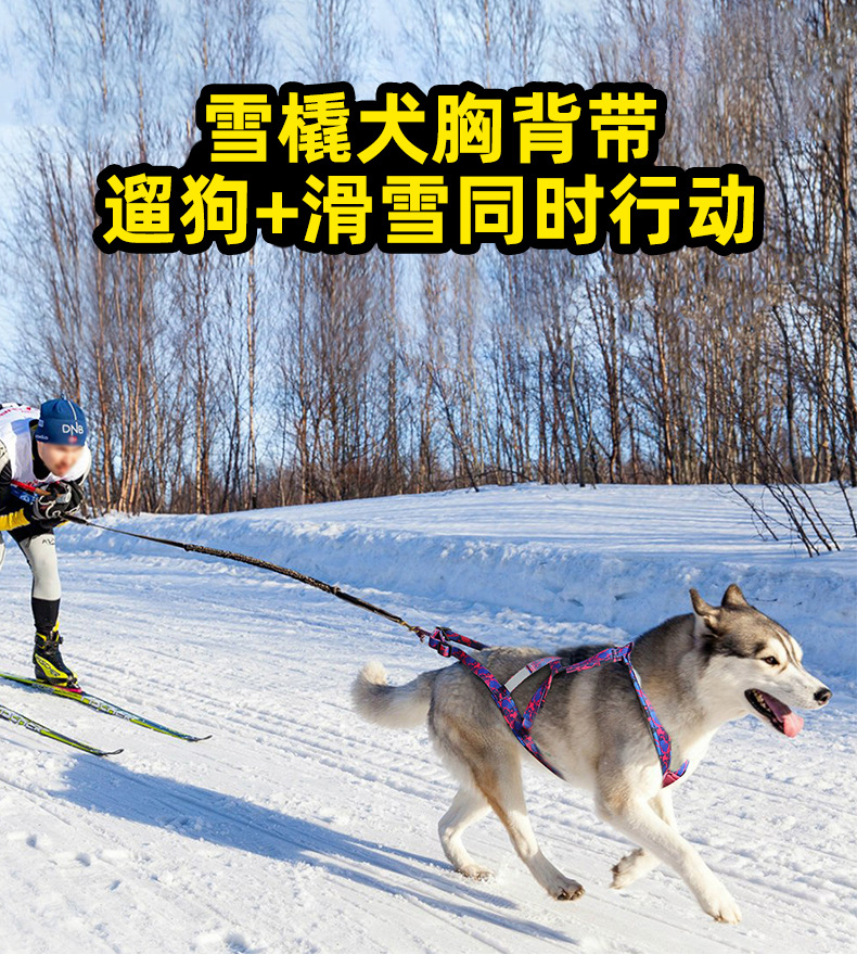 雪橇犬胸背带_00
