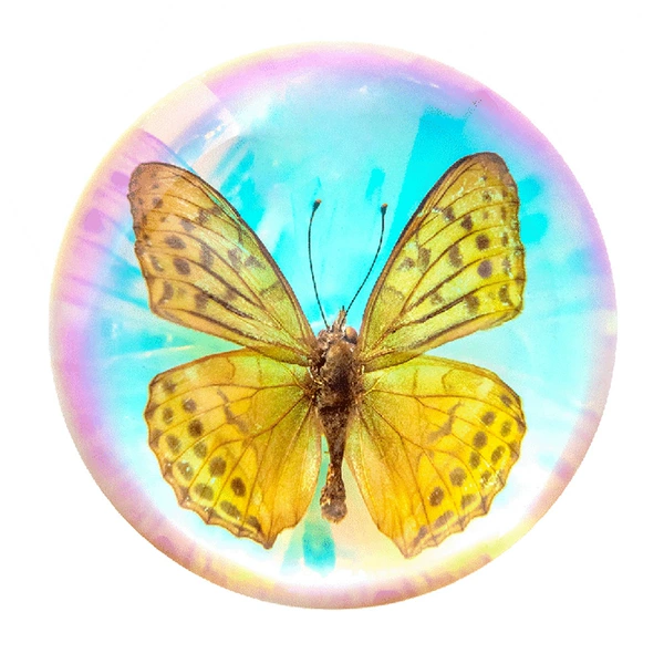 8.9cm semicircle colorful Feibao butterfly