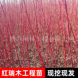 红瑞木树苗庭院植物耐寒行道树绿化苗木凉子木落地珊瑚树苗红马球