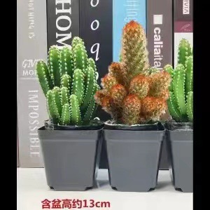 Plantas suculentas cactus plantas en maceta cactus de oficina planta en maceta cactus plantas en maceta flores en maceta