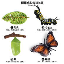 跨境仿真儿童早教昆虫动物模型玩具蝴蝶成长周期实心乌龟公鸡青蛙