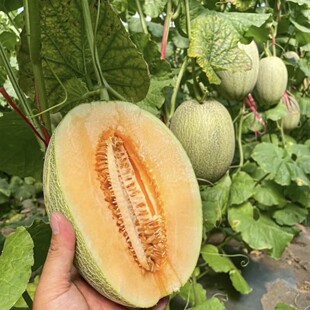 10����]���ܹϮ������rˮ������W�y�۹ϑ���С���