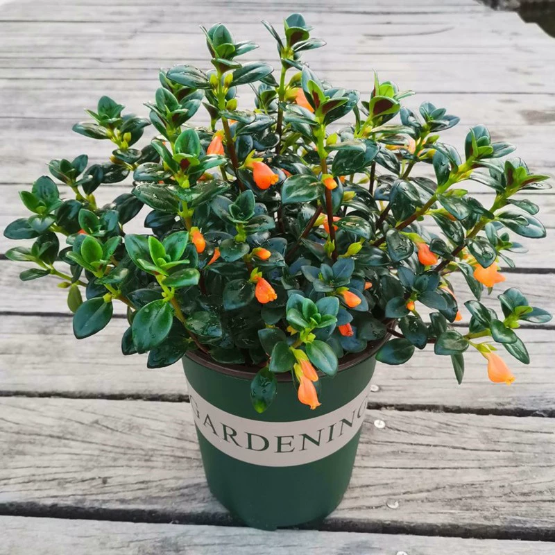 Четырехсезонный цветок золотой рыбки Хлорофитум в горшке, цветущее растение, комнатное растение на подоконнике, зеленое растение, вечнозеленое, легко выращиваемое цветок.