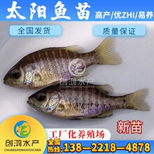 �����硿̫��~�� �s��̫��~�� �{�w̫��~��  ��߅̫��~��