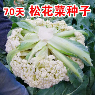 �����๣�ɻ��˷N��70��ɢ���͟��ͺ������＾�ļ��߲˻��˷N��