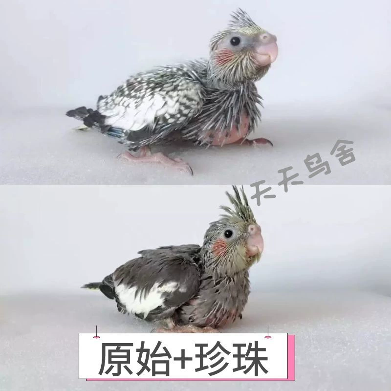 Цыплята попугая Xuanfeng, молодой попугай, оригинально серо-желтый, ручное выращивание, ферма, прямоволосое разведение, бесплатная доставка