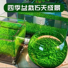 ˮ�ݷN�����B�쾰�ײ�ֲ��N����ˮ�������������~���b��ļ�