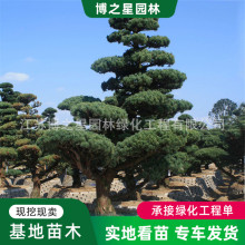 五针松造型树庭院观赏植物四季常青盆景植物老桩景区观赏风景树