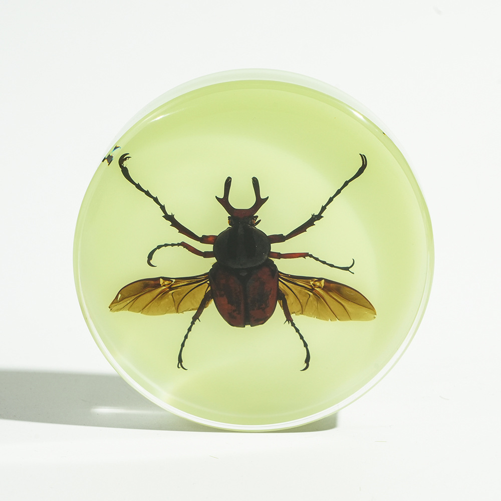 Luminous】Big beetle spreads its wings