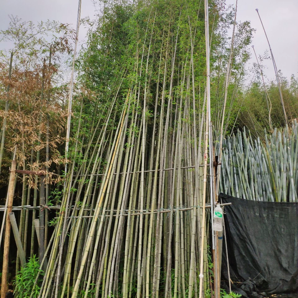 904 база прямых продаж корунда 3-4cm7-8-метровая стальная бамбуковая сумка саженцы поддельные контейнеры бамбуковые саженцы