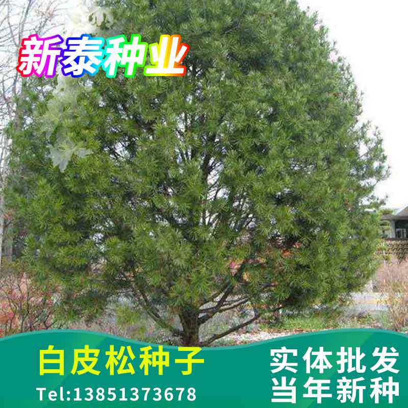 白皮松种子 白皮树松树种子 白皮松苗木种子 提供种植技术