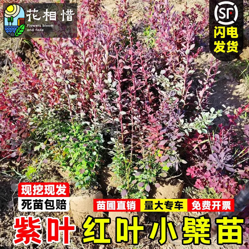 红叶小檗苗别墅庭院行道耐寒彩色绿篱笆色块紫叶小檗球红叶小波苗
