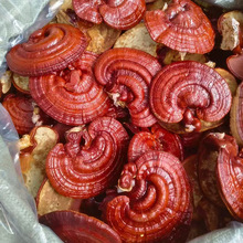 山东现货批发红灵芝 整朵批发 灵芝产地直发可对接电商包