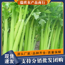 西芹1000g 新鲜蔬菜大芹菜洋芹菜 西餐配菜 榨汁蔬菜批发