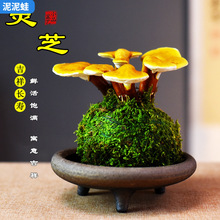 �`֥̦������w�����҃������^�pֲ����B�׻���ؔ�_�I�ͶY�Gֲ