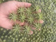 厂家直销空气凤梨无土植物绿植红黄绿贝可利美杜莎