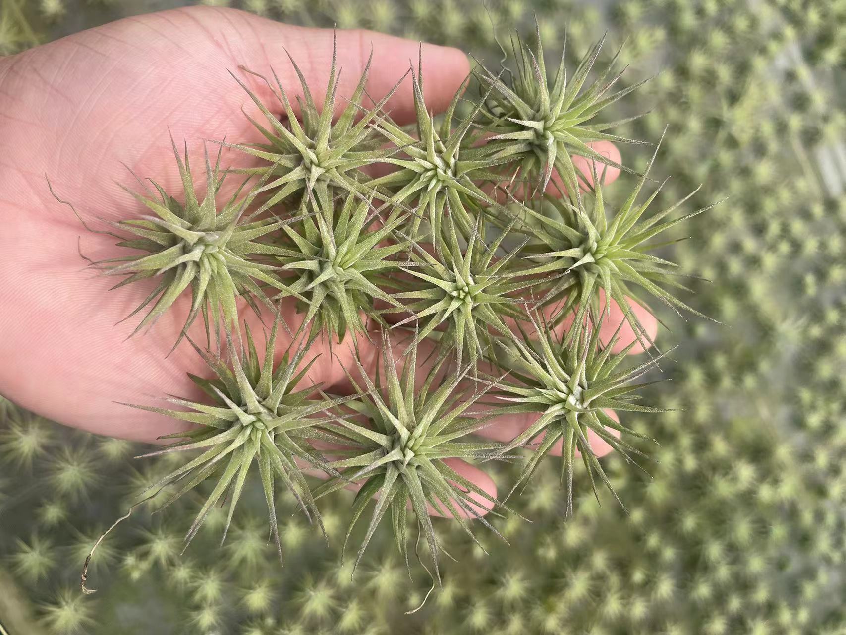 厂家直销空气凤梨无土植物绿植红黄绿贝可利美杜莎