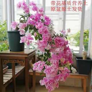 三角梅绿植带花盆多色四季开老桩新品种大颗重瓣花卉盆栽爬藤植物