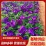 地被时令开花多色花圃