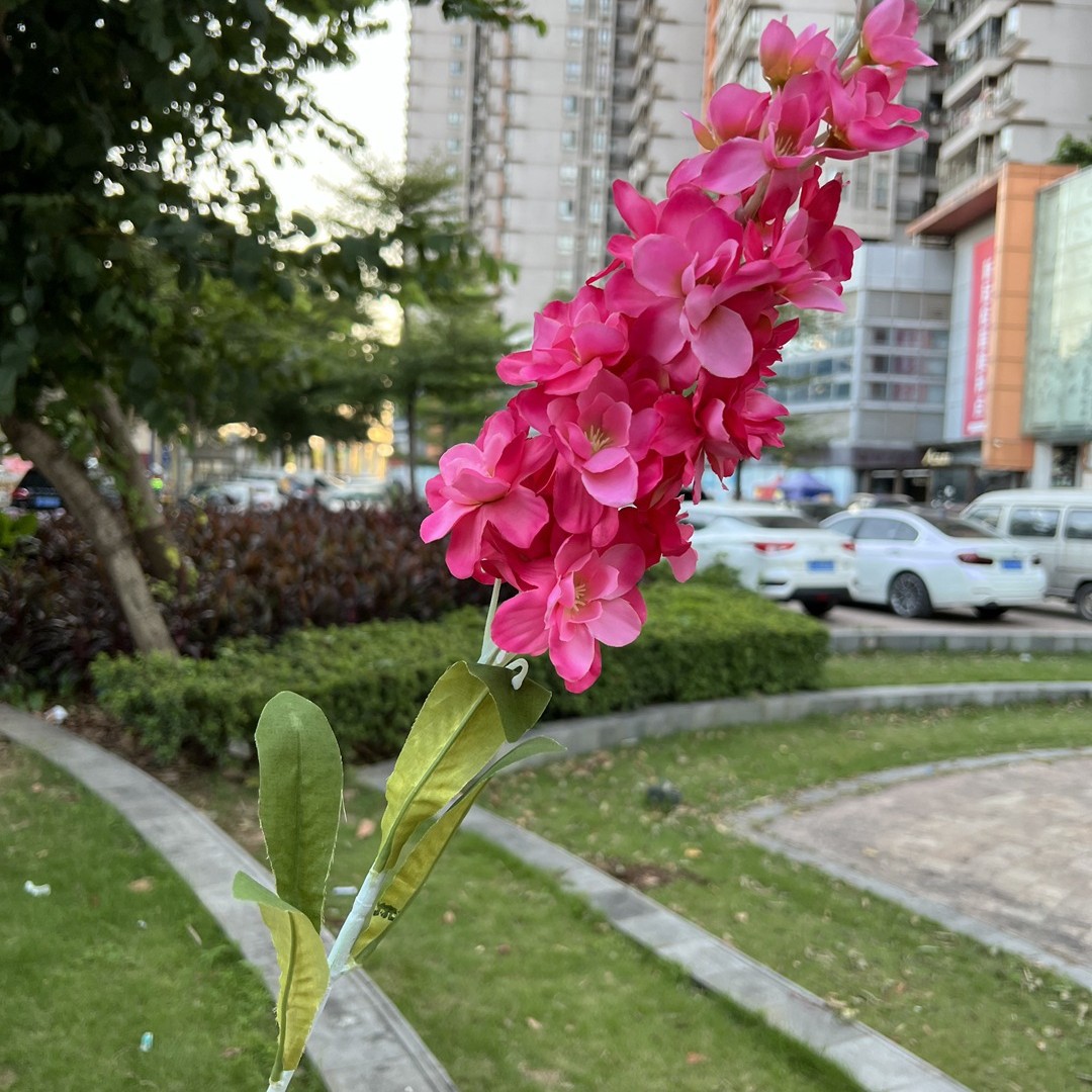 Medio Delphinium Rosa Roja