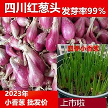 С���[���r�t�[�^С�[�^���[�^�[����С���[�^�t�[�^