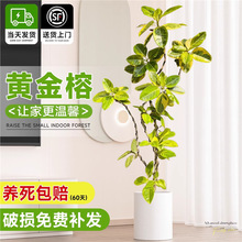 ~SƤ͏dGֲF҃kҾGֲֲ