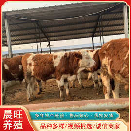 重庆铜仁肉牛犊养殖活体肉牛多少钱一斤牛犊批发广西鲁西黄牛养殖