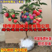 树莓苗双季树莓覆盆子树苗黄红树莓苗南方北方种植盆栽地栽果树苗