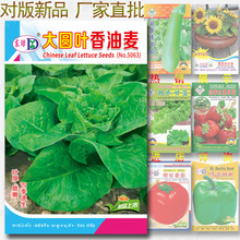 约3000粒大圆叶油香麦种子种子公司供应牛俐生菜油唛蔬菜种子批发