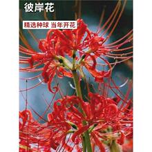 �˰����N���޸����������_��ɳ�A������ʯ���ļ��_�����҃���ֲ��