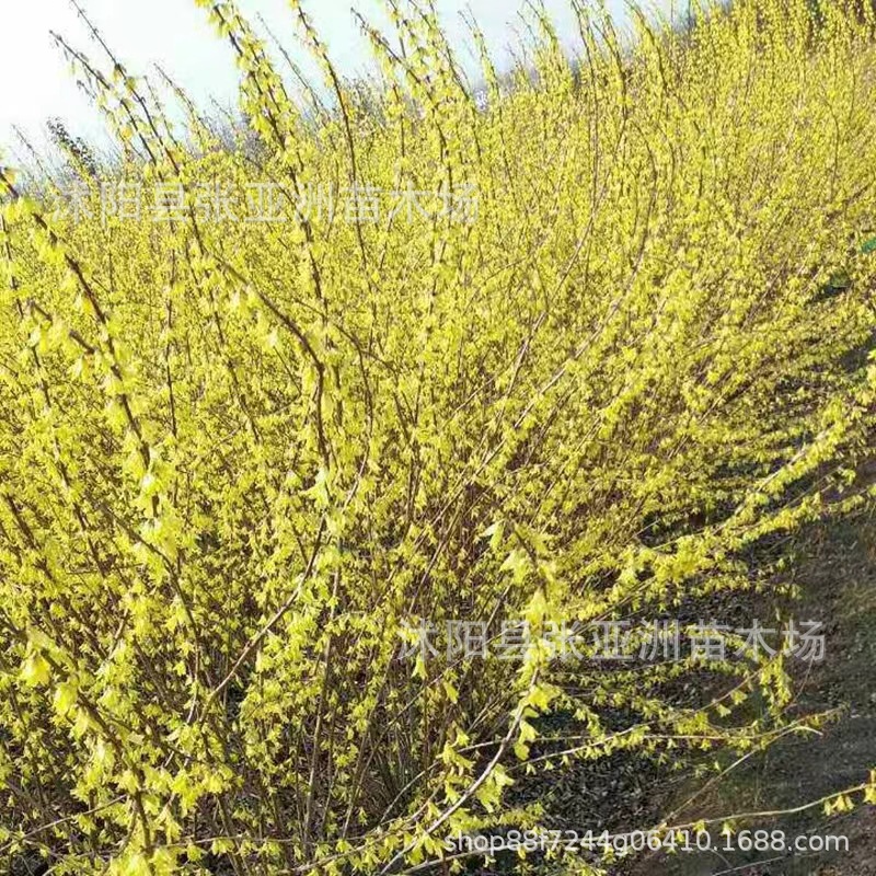 基地批发连翘小树苗 连翘苗木 黄老虎小苗 连翘球工程苗 规格齐全