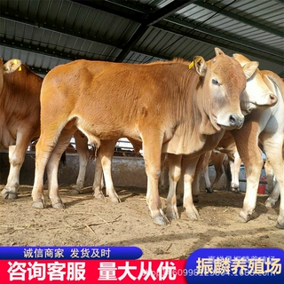鲁西黄牛肉牛犊改良格是多少一头-西门塔尔肉牛价格