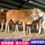 多少改良肉牛犊