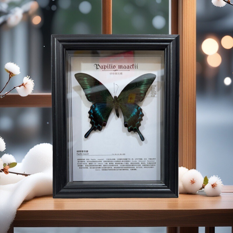 Green-Banded Swallowtail Butterfly Real Butterfly Specimen Frame Handmade Three-Dimensional Finished Product Home Decoration Ornament Birthday Gift