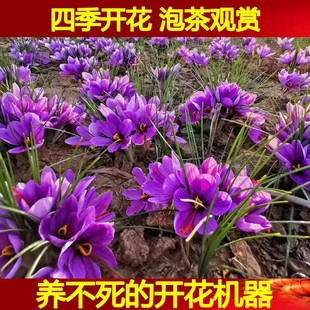 Medicinal Saffron Seed Bulb Seedlings Flower Potted Crocus Saffron Outdoor Courtyard Cold-Resistant Plant Bulbs