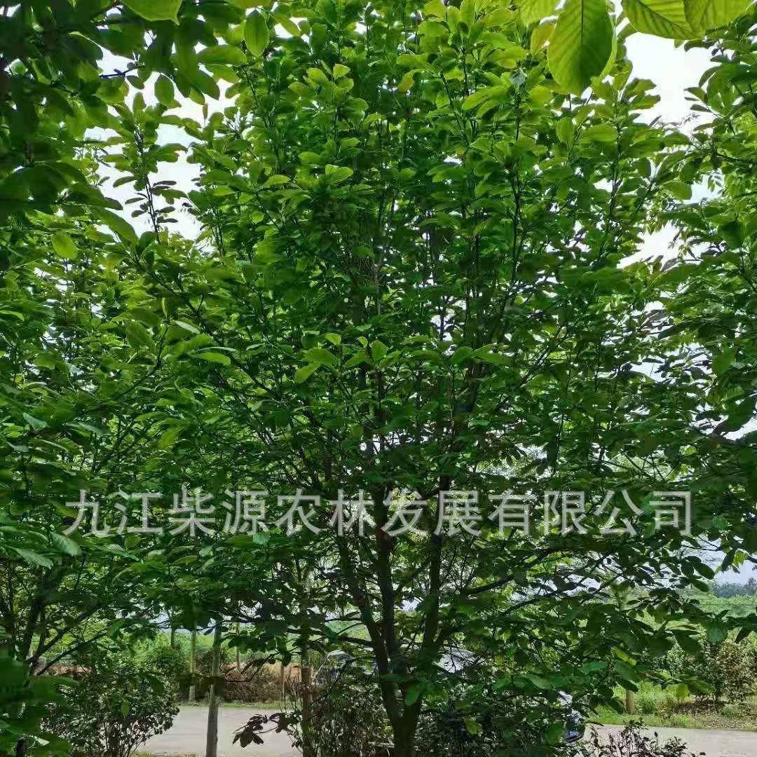 [Большой запас] 3cm фиолетовых магнолий 7cm фиолетовых магнолий 9cm фиолетовых магнолий 11cm партия фиолетовых магнолий