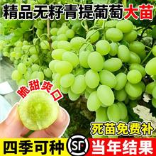 青提葡萄树南北方庭院种植特大四季爬藤盆栽耐寒无籽当年结果